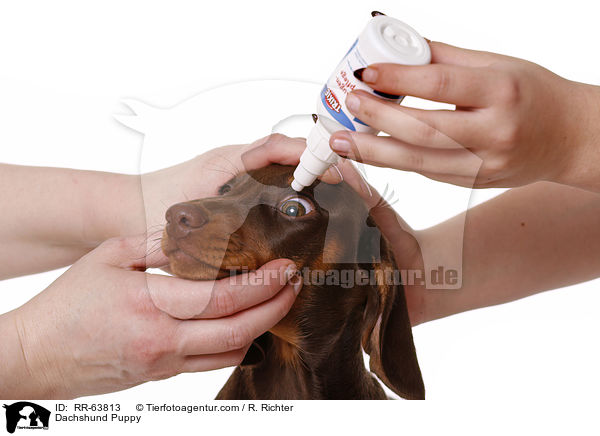 Dackel Welpe / Dachshund Puppy / RR-63813