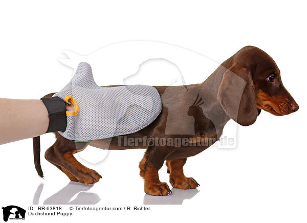 Dackel Welpe / Dachshund Puppy / RR-63818