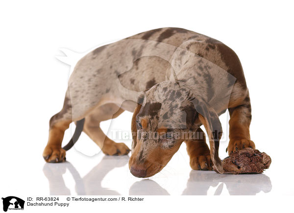 Dackel Welpe / Dachshund Puppy / RR-63824