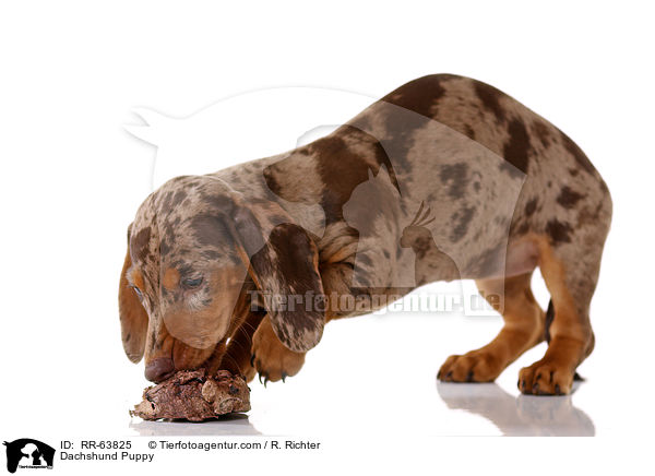 Dackel Welpe / Dachshund Puppy / RR-63825