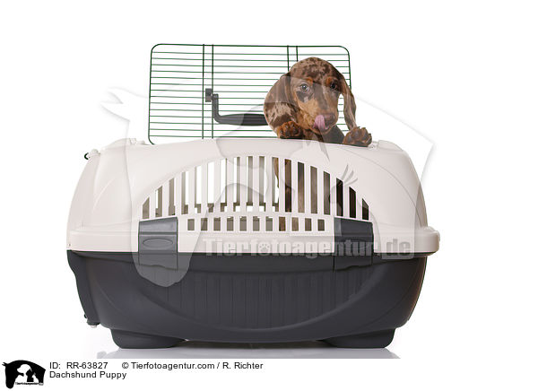 Dachshund Puppy / RR-63827