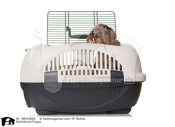 Dachshund Puppy / RR-63829