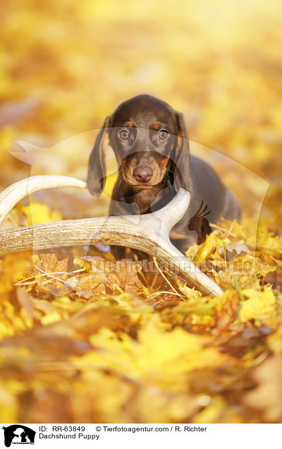 Dackel Welpe / Dachshund Puppy / RR-63849