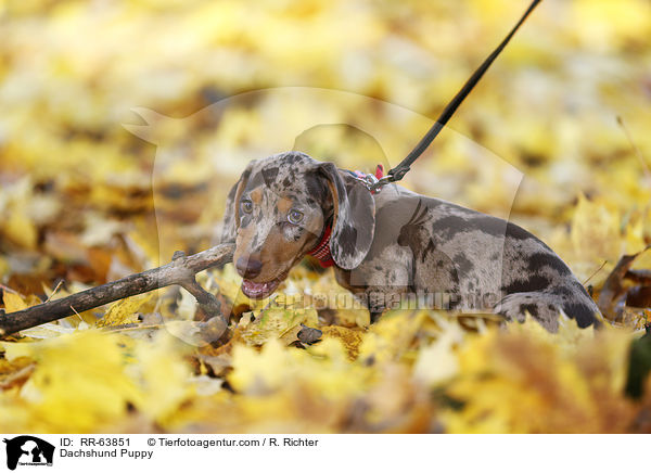 Dackel Welpe / Dachshund Puppy / RR-63851
