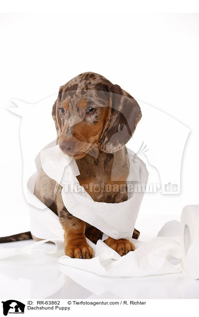 Dackel Welpe / Dachshund Puppy / RR-63862