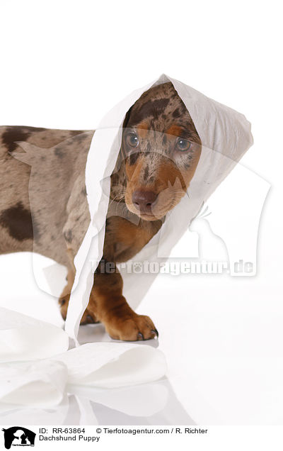 Dachshund Puppy / RR-63864