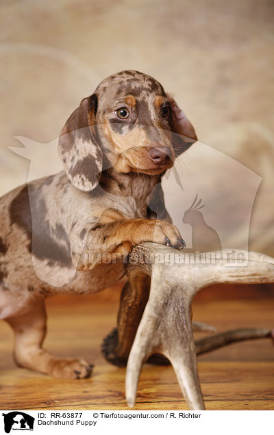 Dackel Welpe / Dachshund Puppy / RR-63877