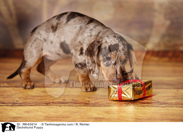 Dackel Welpe / Dachshund Puppy / RR-63914
