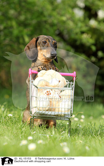 Dackel mit Einkaufswagen / Dachshund with shopping cart / KL-15153