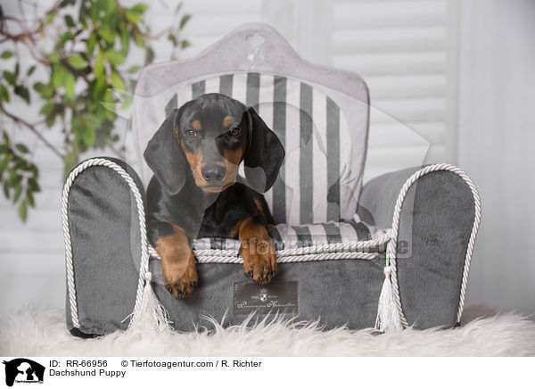 Dackel Welpe / Dachshund Puppy / RR-66956