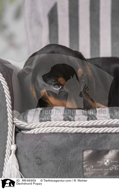 Dackel Welpe / Dachshund Puppy / RR-66959