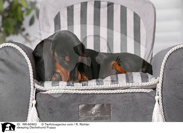 schlafender Dackel Welpe / sleeping Dachshund Puppy / RR-66962