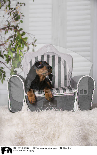 Dackel Welpe / Dachshund Puppy / RR-66967