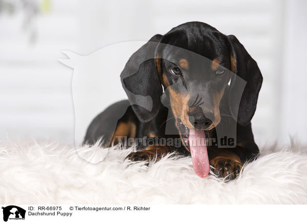 Dackel Welpe / Dachshund Puppy / RR-66975