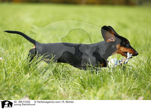 junger Dackel / young Dachshund / RR-73762