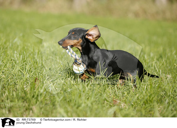 young Dachshund / RR-73769