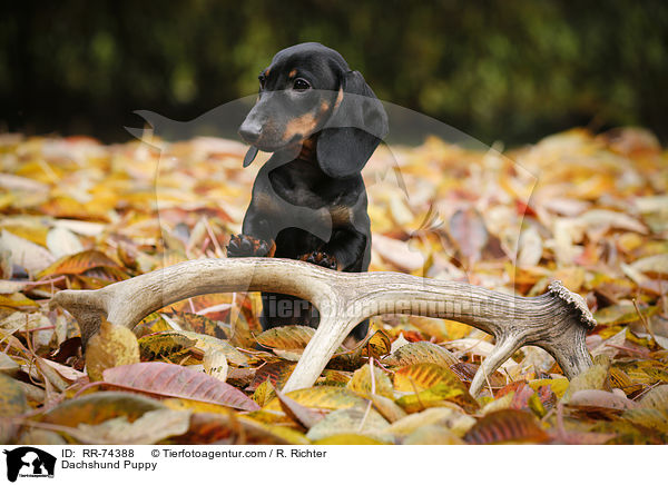 Dackel Welpe / Dachshund Puppy / RR-74388