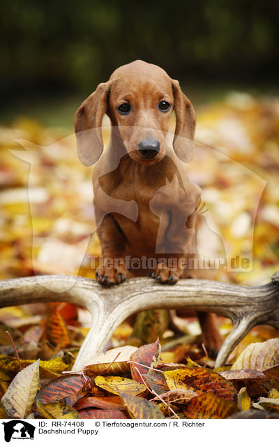 Dackel Welpe / Dachshund Puppy / RR-74408
