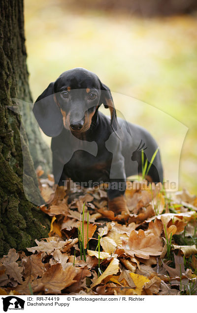 Dackel Welpe / Dachshund Puppy / RR-74419