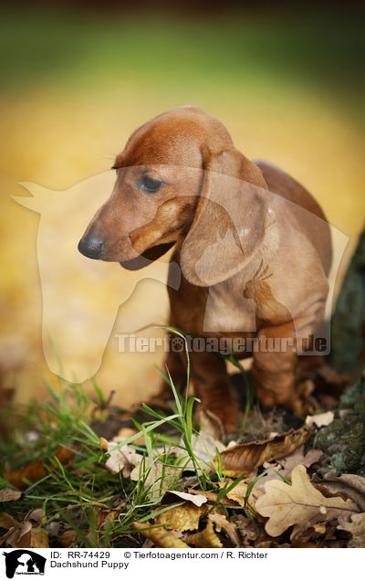 Dackel Welpe / Dachshund Puppy / RR-74429