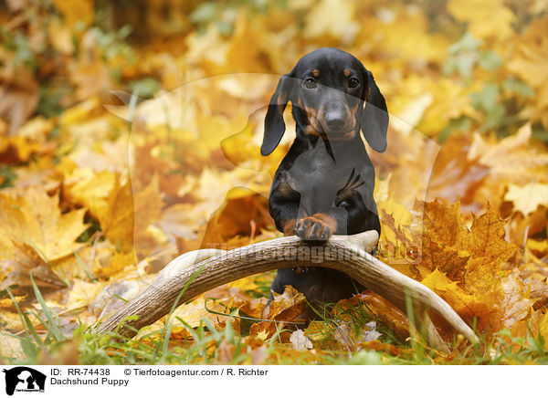 Dackel Welpe / Dachshund Puppy / RR-74438