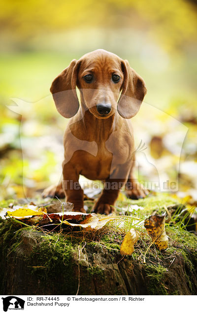 Dackel Welpe / Dachshund Puppy / RR-74445