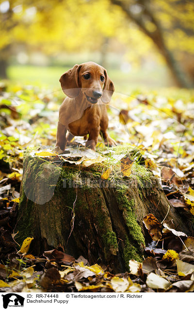 Dackel Welpe / Dachshund Puppy / RR-74448