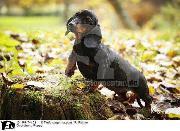 Dackel Welpe / Dachshund Puppy / RR-74453