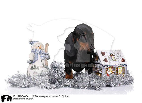 Dackel Welpe / Dachshund Puppy / RR-74484