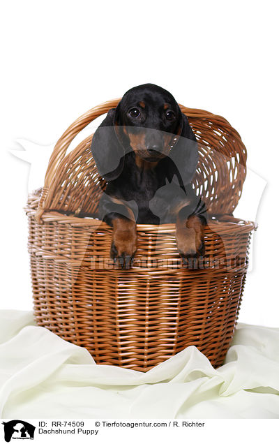 Dackel Welpe / Dachshund Puppy / RR-74509