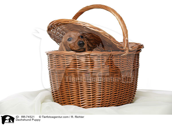 Dackel Welpe / Dachshund Puppy / RR-74521