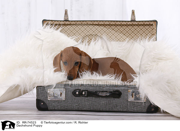 Dackel Welpe / Dachshund Puppy / RR-74523