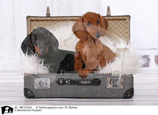 2 Dackel Welpen / 2 Dachshund Puppies / RR-74540