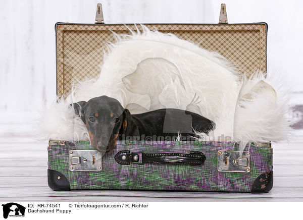 Dackel Welpe / Dachshund Puppy / RR-74541