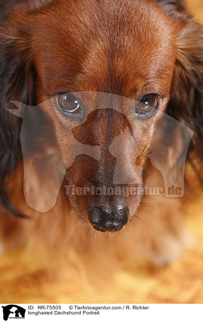 Langhaardackel Portrait / longhaired Dachshund Portrait / RR-75505