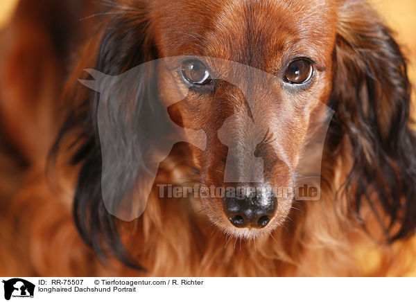 Langhaardackel Portrait / longhaired Dachshund Portrait / RR-75507