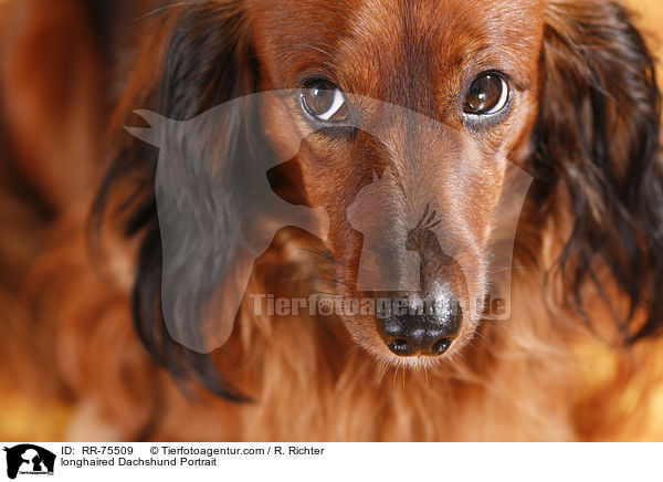 Langhaardackel Portrait / longhaired Dachshund Portrait / RR-75509