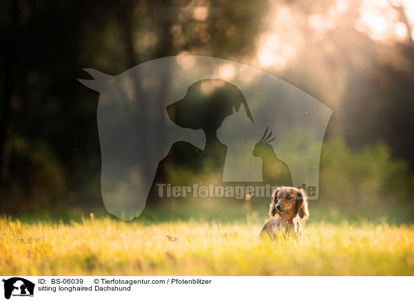 sitzender Langhaardackel / sitting longhaired Dachshund / BS-06039