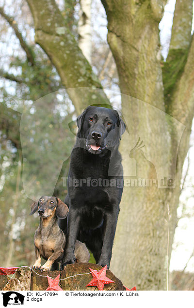 2 Hunde / 2 dogs / KL-17694