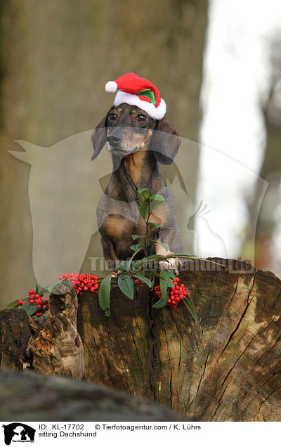 sitzender Dackel / sitting Dachshund / KL-17702