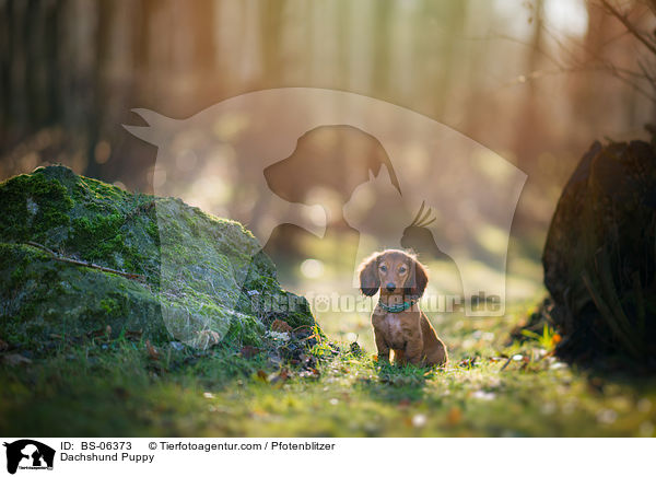 Dackel Welpe / Dachshund Puppy / BS-06373