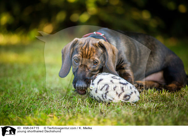 junger Kurzhaardackel / young shorthaired Dachshund / KMI-04715