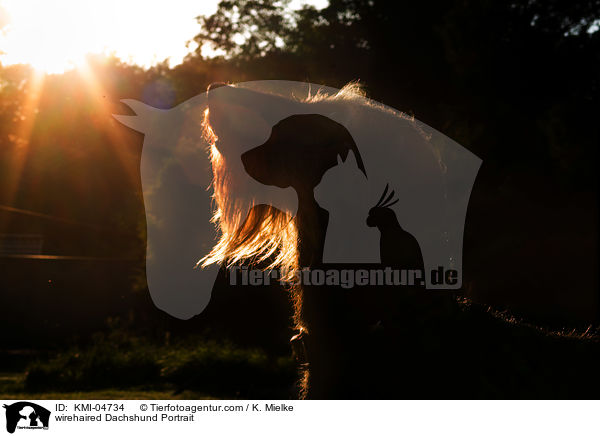 Rauhaardackel Portrait / wirehaired Dachshund Portrait / KMI-04734