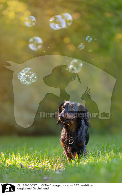 Langhaardackel / longhaired Dachshund / BS-06637