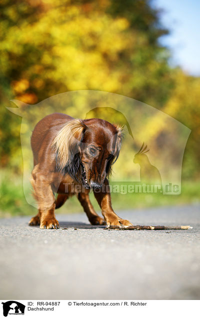 Dackel / Dachshund / RR-94887