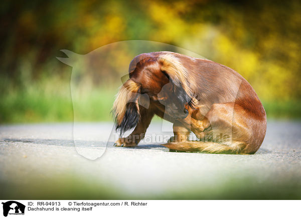 Dackel putzt sich / Dachshund is cleaning itself / RR-94913