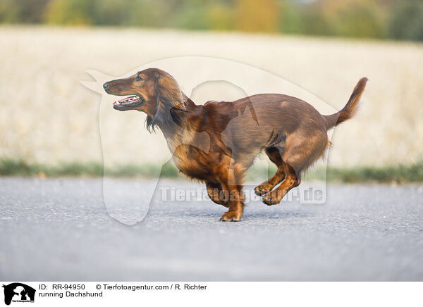 rennender Dackel / running Dachshund / RR-94950