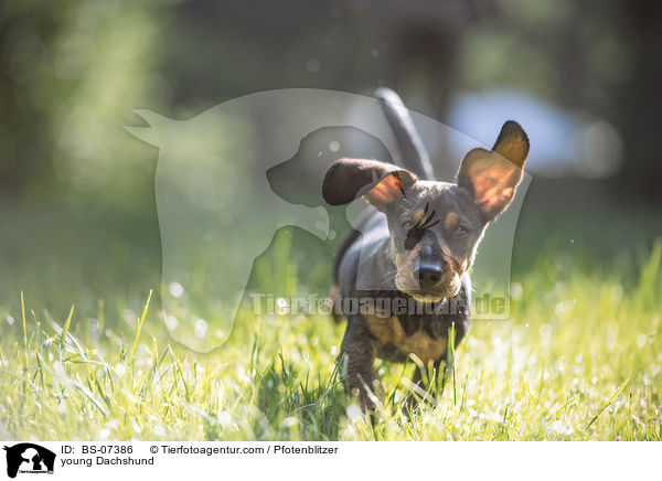junger Dackel / young Dachshund / BS-07386