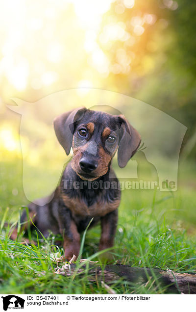 junger Dackel / young Dachshund / BS-07401