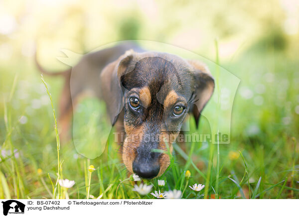 junger Dackel / young Dachshund / BS-07402